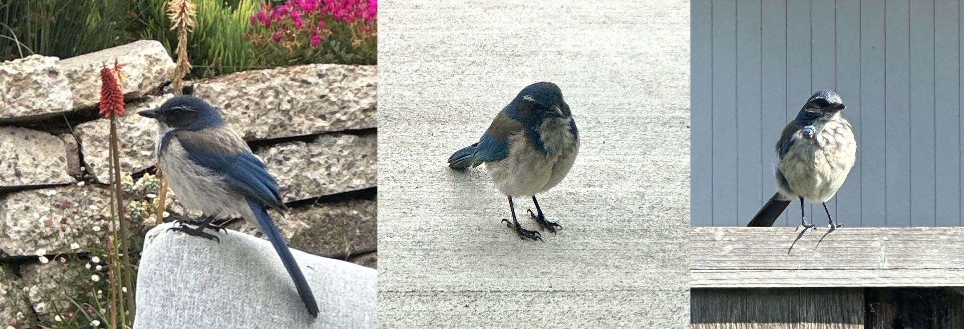 Photos of a blue California scrub jay.