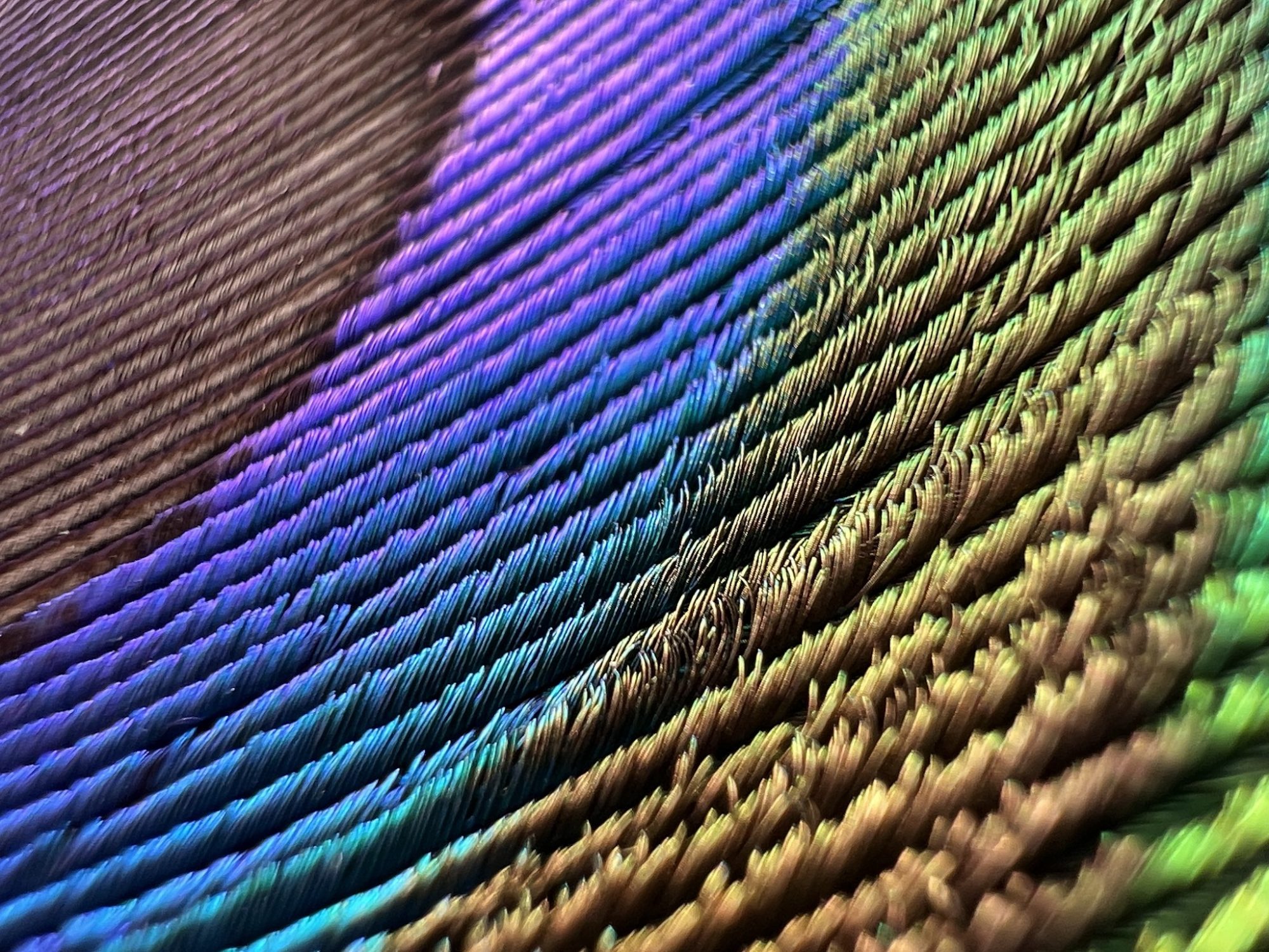 does iphone 12 has macro camera