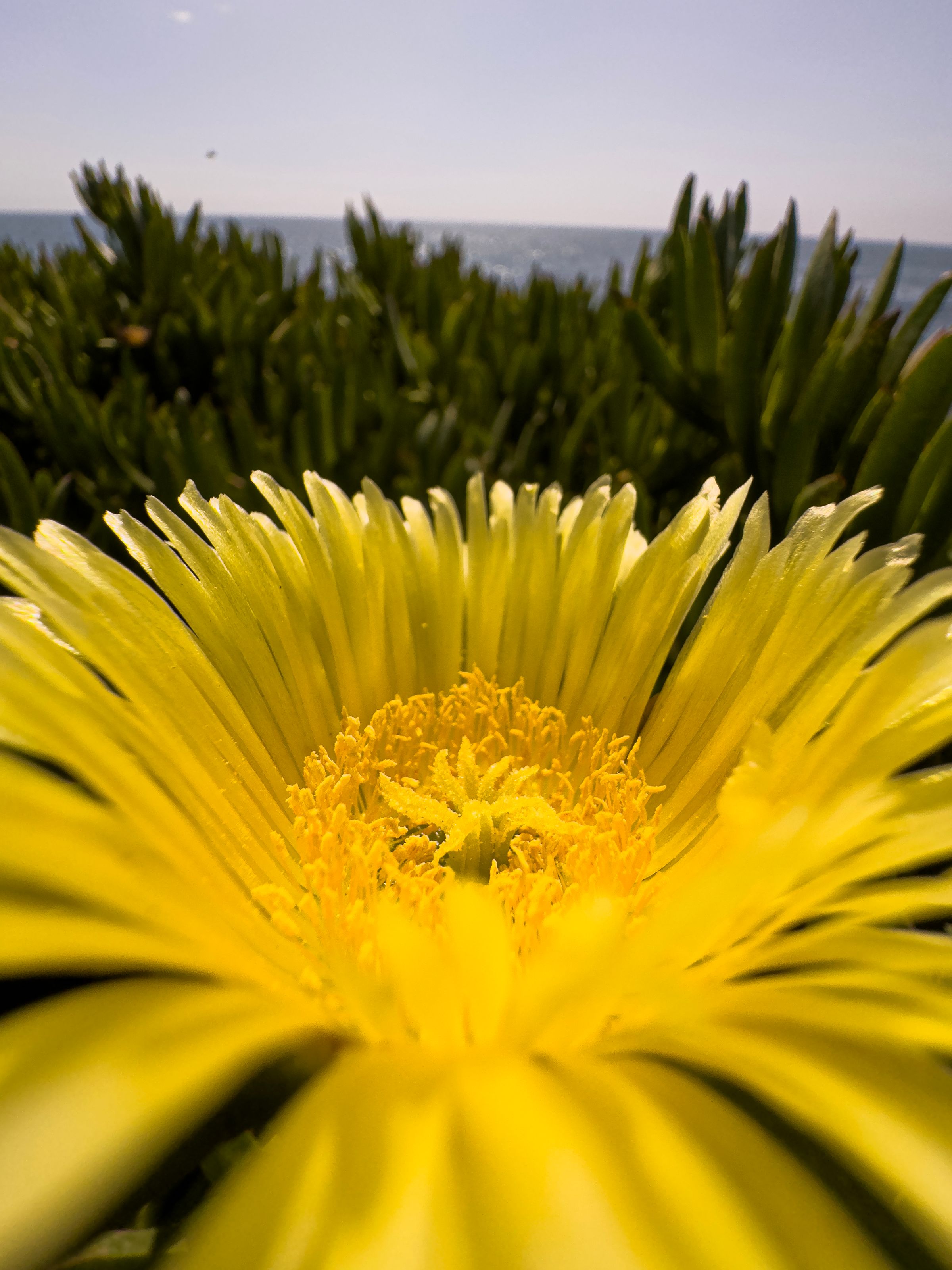 what is the flower on iphone 15 pro camera